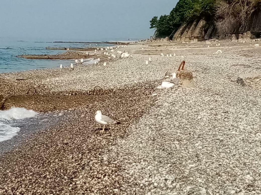 Гостевой Дом Мимоза Gagra Bagian luar foto