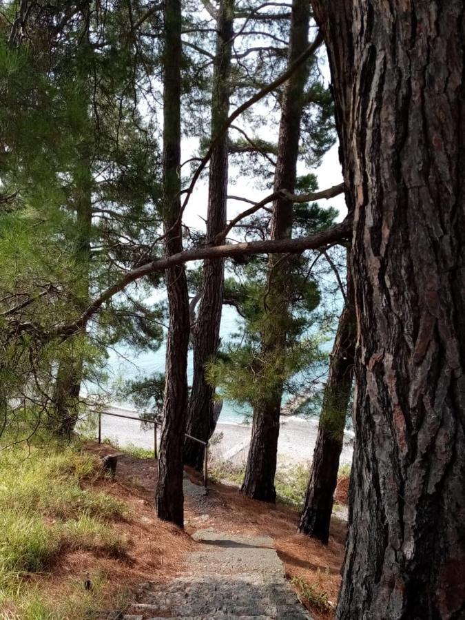 Гостевой Дом Мимоза Gagra Bagian luar foto